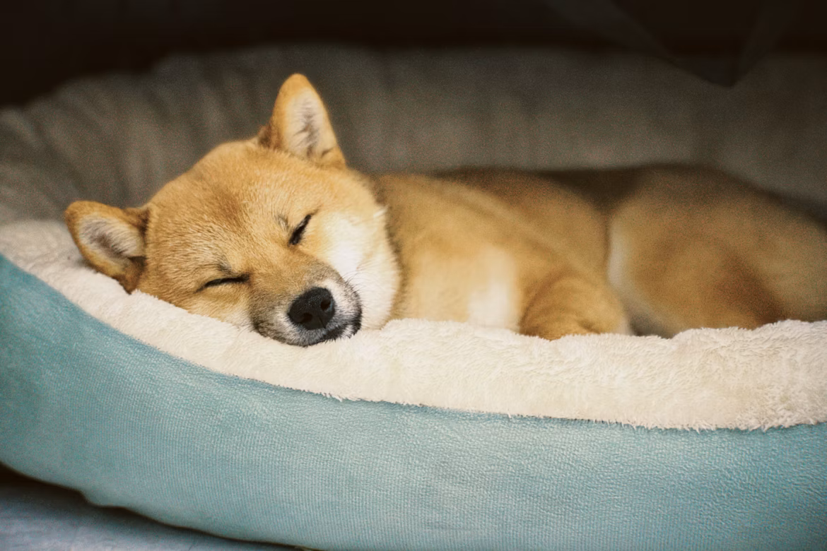 Orthopädisches Hundebett